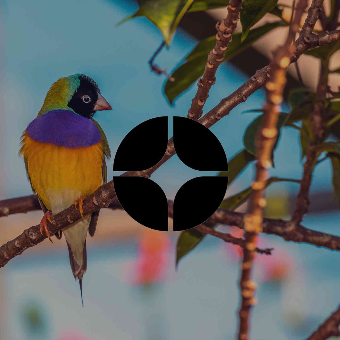 Encourage native birds to your garden in the cooler months - Minimalist Gardener