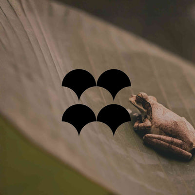 Fast-growing Australian natives for garden restoration and wildlife - Minimalist Gardener