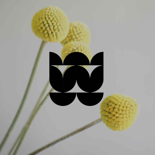 Growing Australian native daisies by colour - Minimalist Gardener