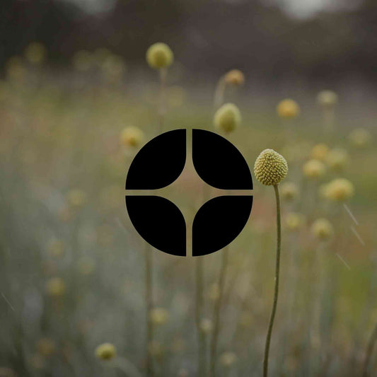 Growing Australian native daisies by colour and climate - Minimalist Gardener