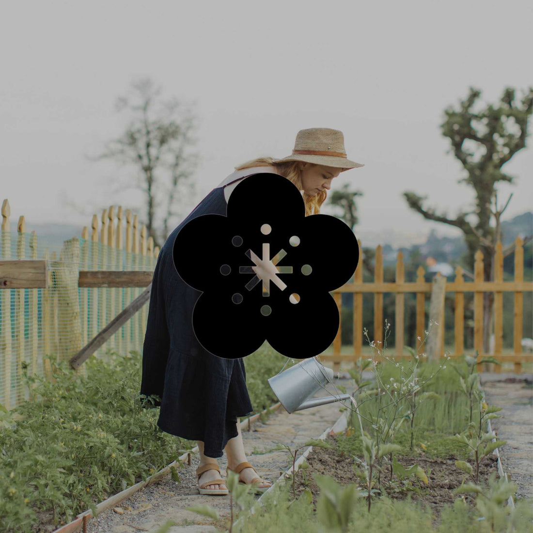 How to build a water-wise garden in Australia - Minimalist Gardener