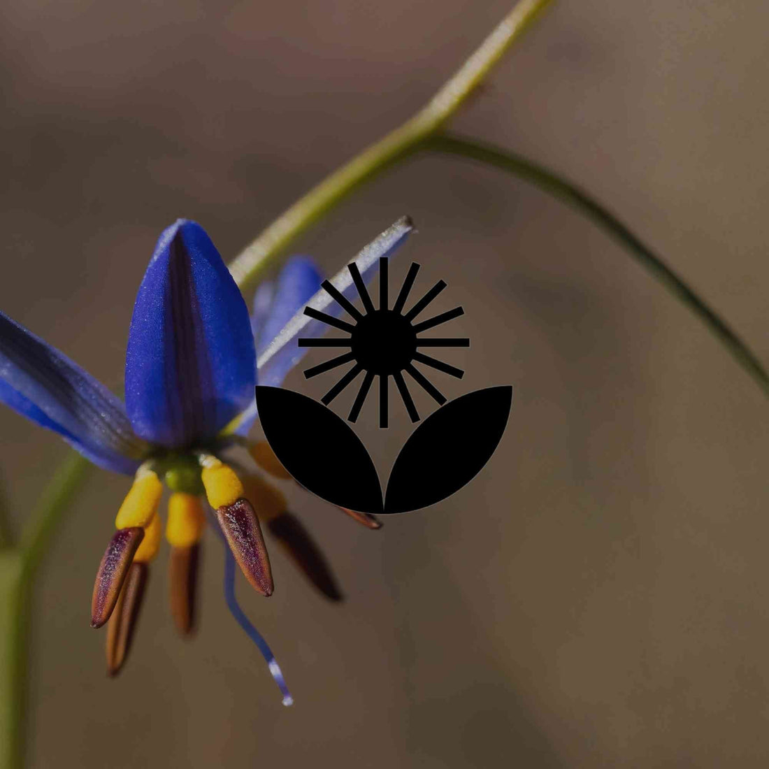 How to divide Australian natives and grow your garden for free - Minimalist Gardener