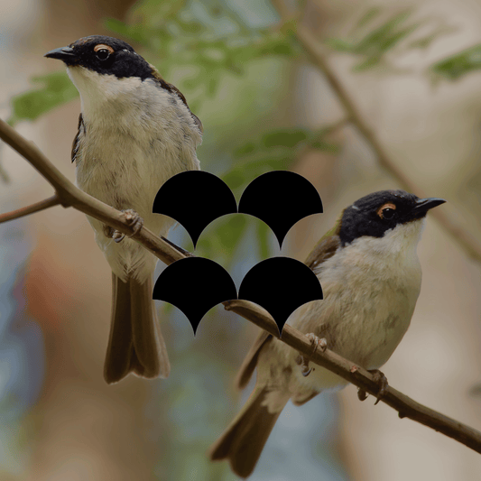 How to draw honeyeaters into your Australian garden - Minimalist Gardener