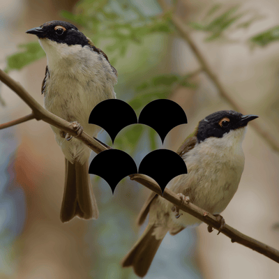 How to draw honeyeaters into your Australian garden - Minimalist Gardener