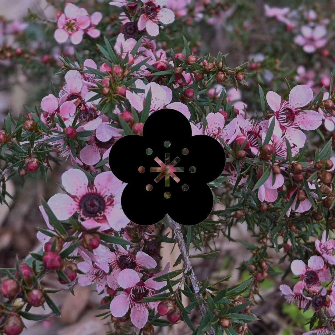 How to grow Australian native wildflower seeds by climate zone - Minimalist Gardener