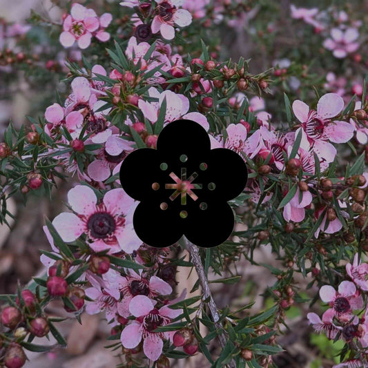 How to grow Australian native wildflower seeds by climate zone - Minimalist Gardener