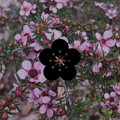 How to grow Australian native wildflower seeds by climate zone - Minimalist Gardener