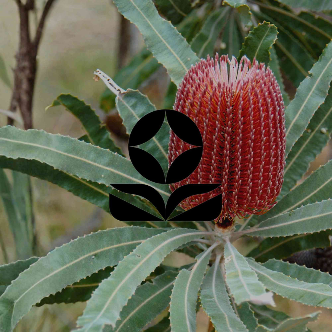 How to grow banksias: the right variety for your climate zone - Minimalist Gardener