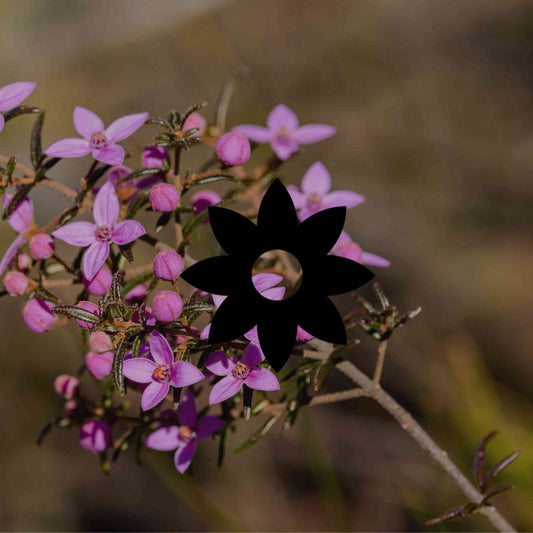 How to grow boronias: the right variety for your climate zone - Minimalist Gardener