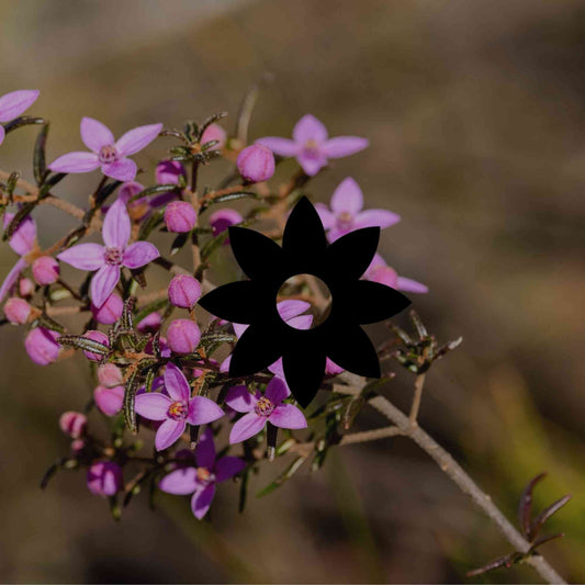 How to grow boronias: the right variety for your climate zone - Minimalist Gardener