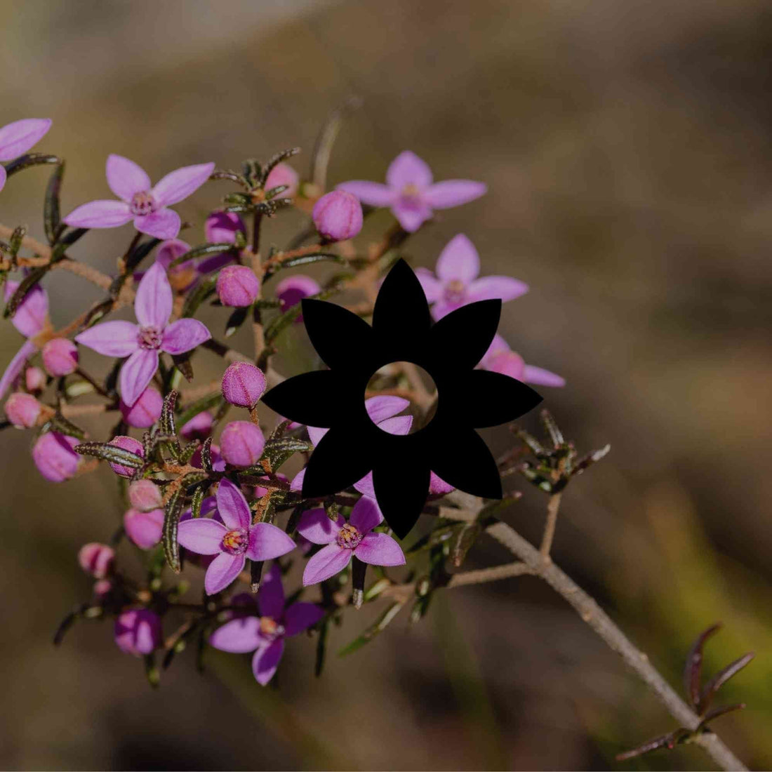 How to grow boronias: the right variety for your climate zone - Minimalist Gardener