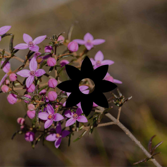 How to grow boronias: the right variety for your climate zone - Minimalist Gardener