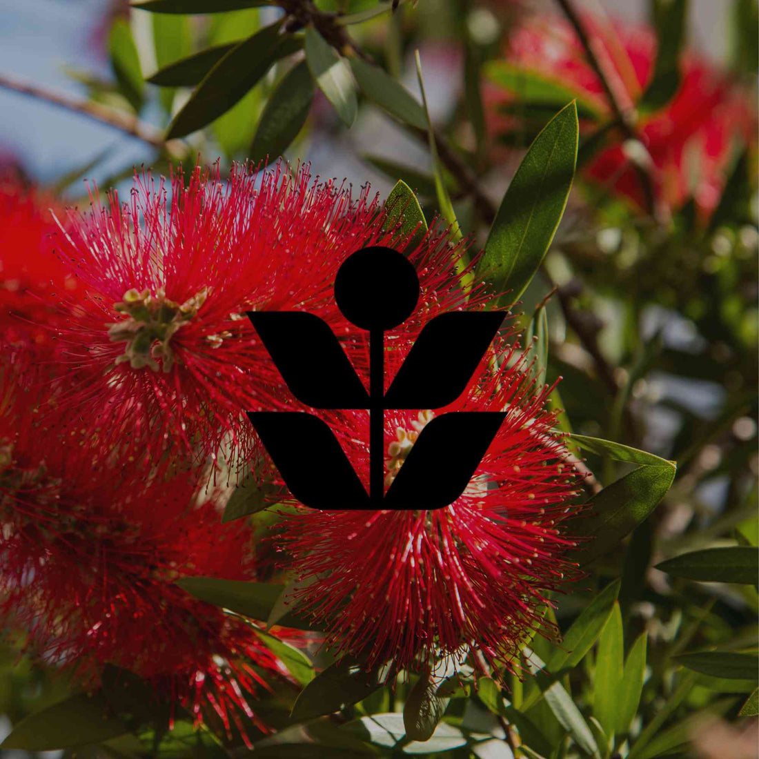 How to grow callistemons: the right variety for your climate zone - Minimalist Gardener
