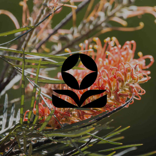 How to grow grevilleas: the right variety for your climate zone - Minimalist Gardener