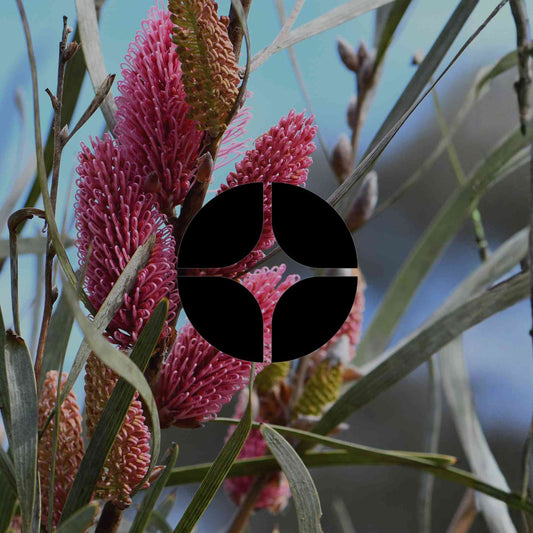 How to grow hakeas: the right variety for your climate zone - Minimalist Gardener