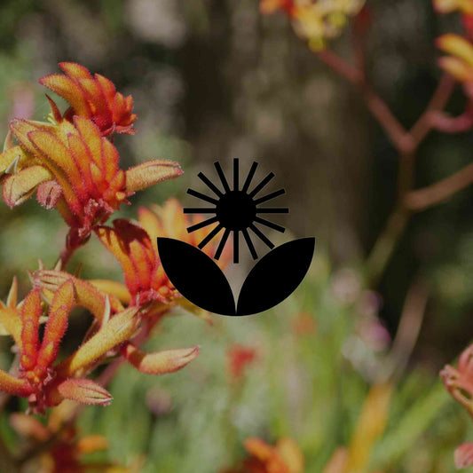 How to grow kangaroo paw: the right variety for your climate zone - Minimalist Gardener