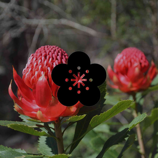 How to grow waratahs: the right variety for your climate zone - Minimalist Gardener