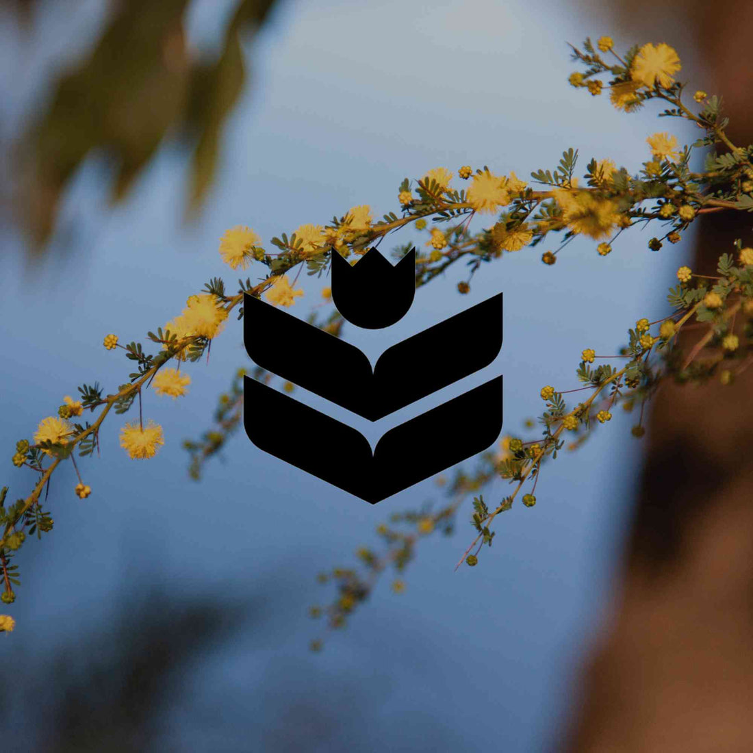 How to grow wattles: the right variety for your climate zone - Minimalist Gardener