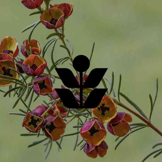 How to propagate Australian native plants from cuttings - Minimalist Gardener