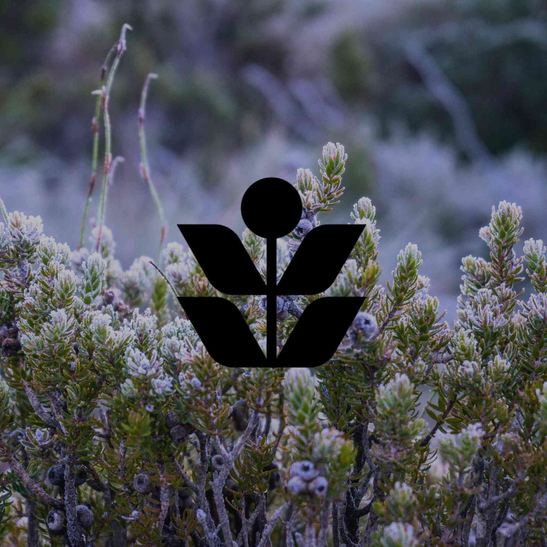 How to protect your Australian native plants from frost organically - Minimalist Gardener
