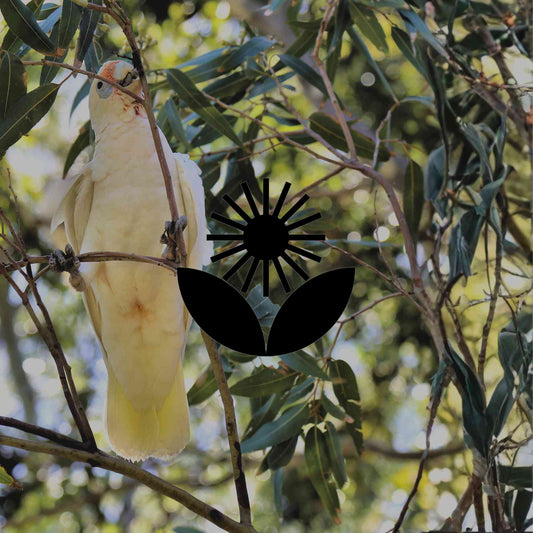 How to prune Australian natives and what happens if you don't - Minimalist Gardener