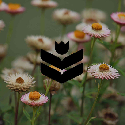 How to restore a degraded garden with Australian natives - Minimalist Gardener