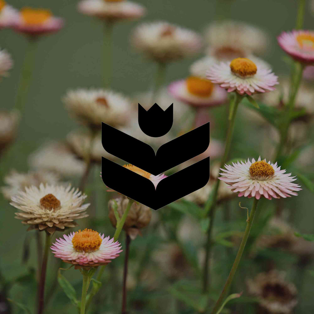 How to restore a degraded garden with Australian natives - Minimalist Gardener