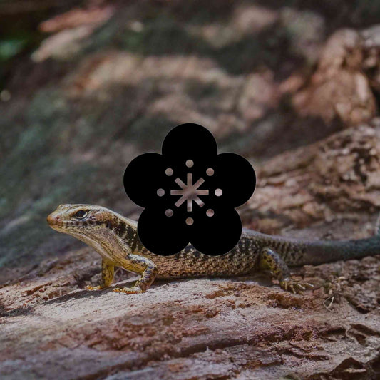 How to support wildlife through winter in your Australian garden - Minimalist Gardener