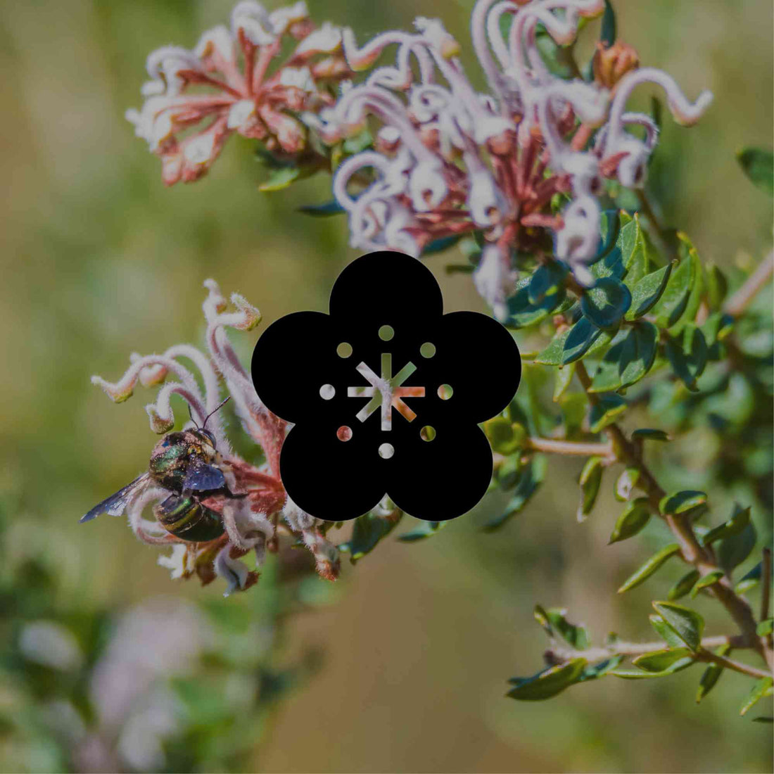 How to turn a lawn into a no-dig Australian wildlife garden - Minimalist Gardener