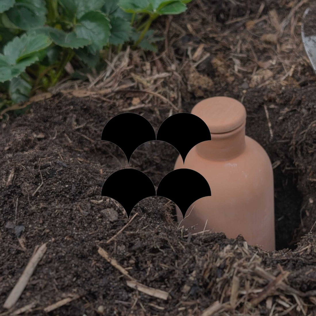 How to use a terracotta olla for easy, water-wise gardening - Minimalist Gardener