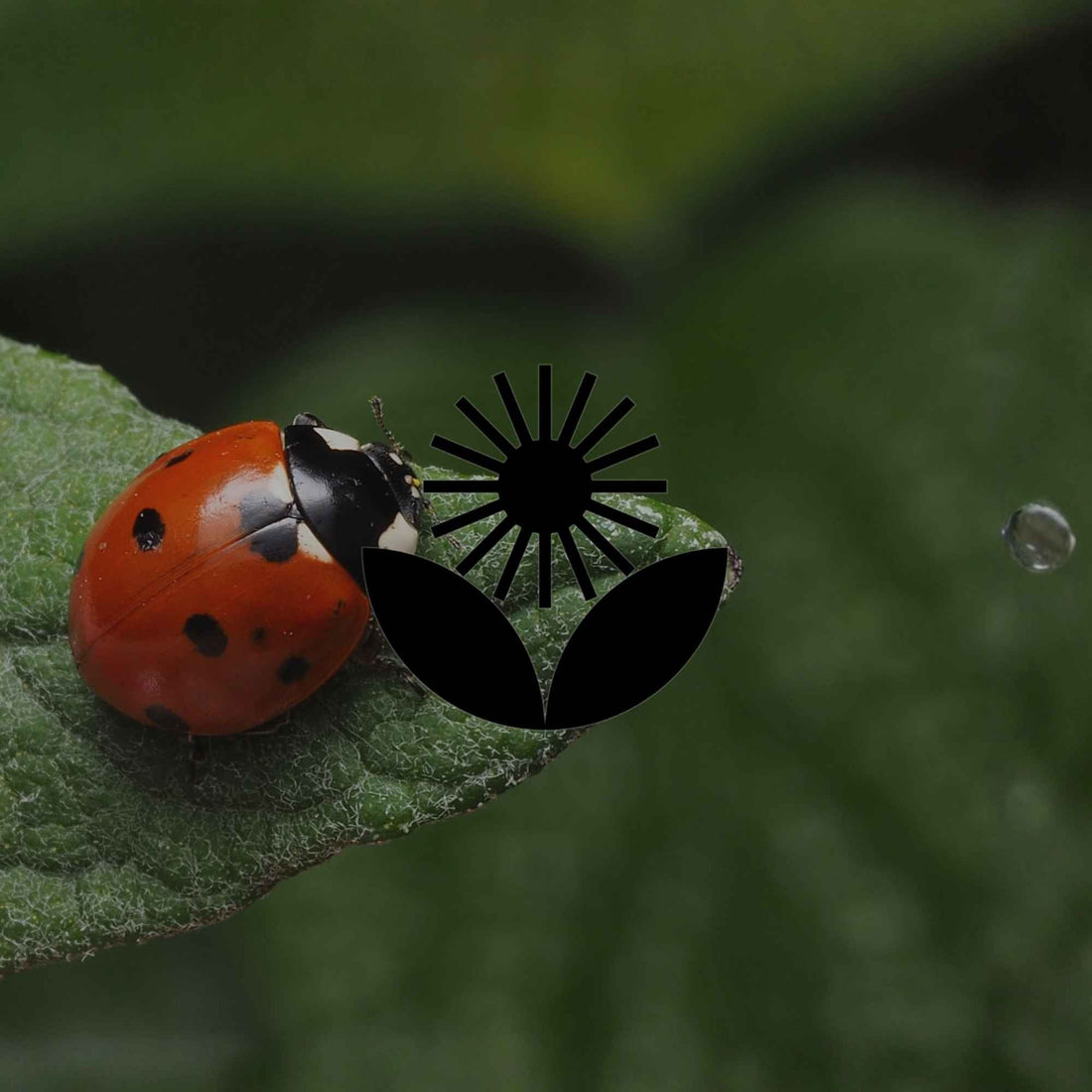 Insects that are a sign of a thriving Australian garden - Minimalist Gardener