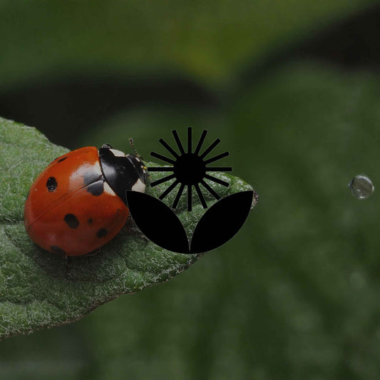 Insects that are a sign of a thriving garden - Minimalist Gardener