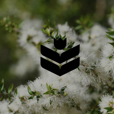 Lesser-known, low maintenance Australian natives for busy gardeners - Minimalist Gardener