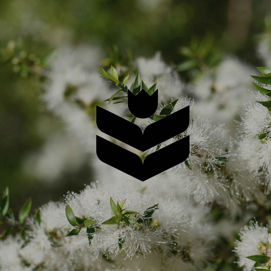 Lesser-known, low maintenance Australian natives for busy gardeners - Minimalist Gardener