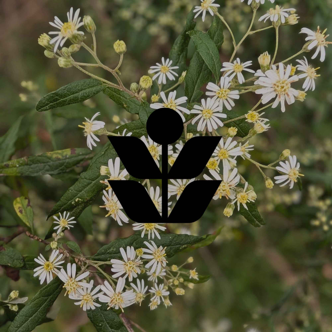 Melbourne's beautiful native wildflowers: What to look for - Minimalist Gardener