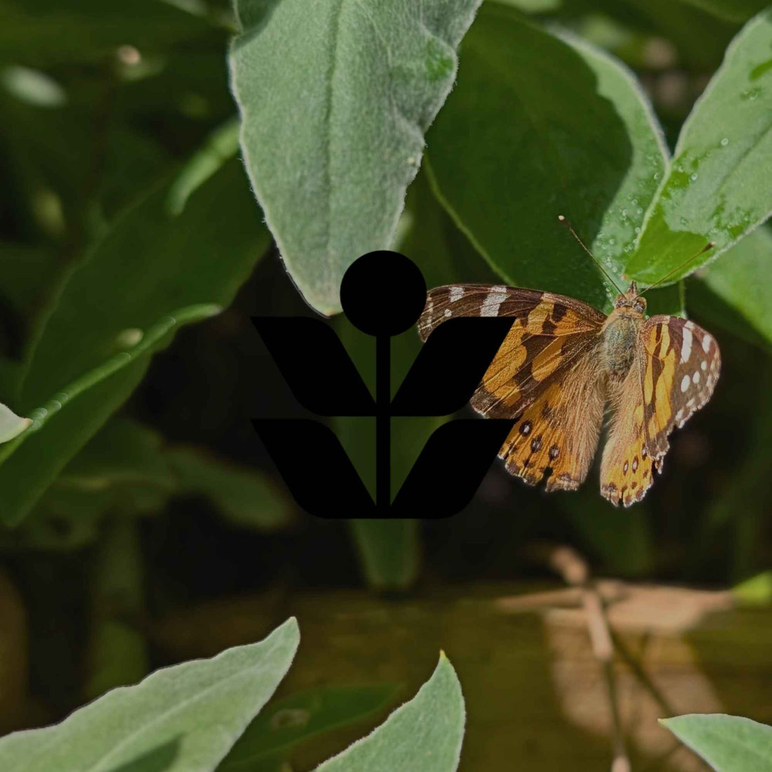 Native Australian plants for a wildlife refuge in extreme heat - Minimalist Gardener