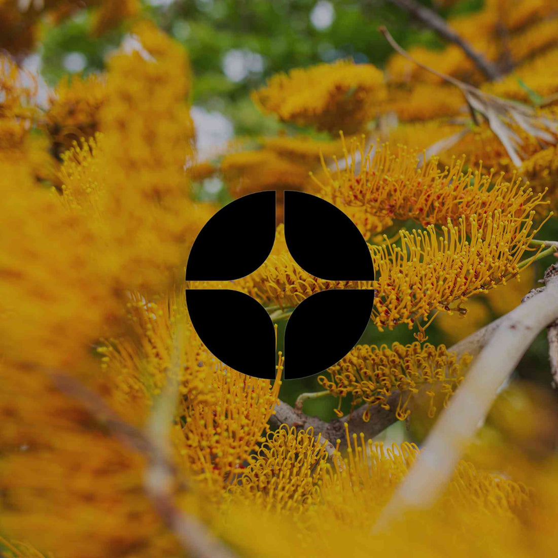 Native plants that are weeds outside their local range in Australia - Minimalist Gardener
