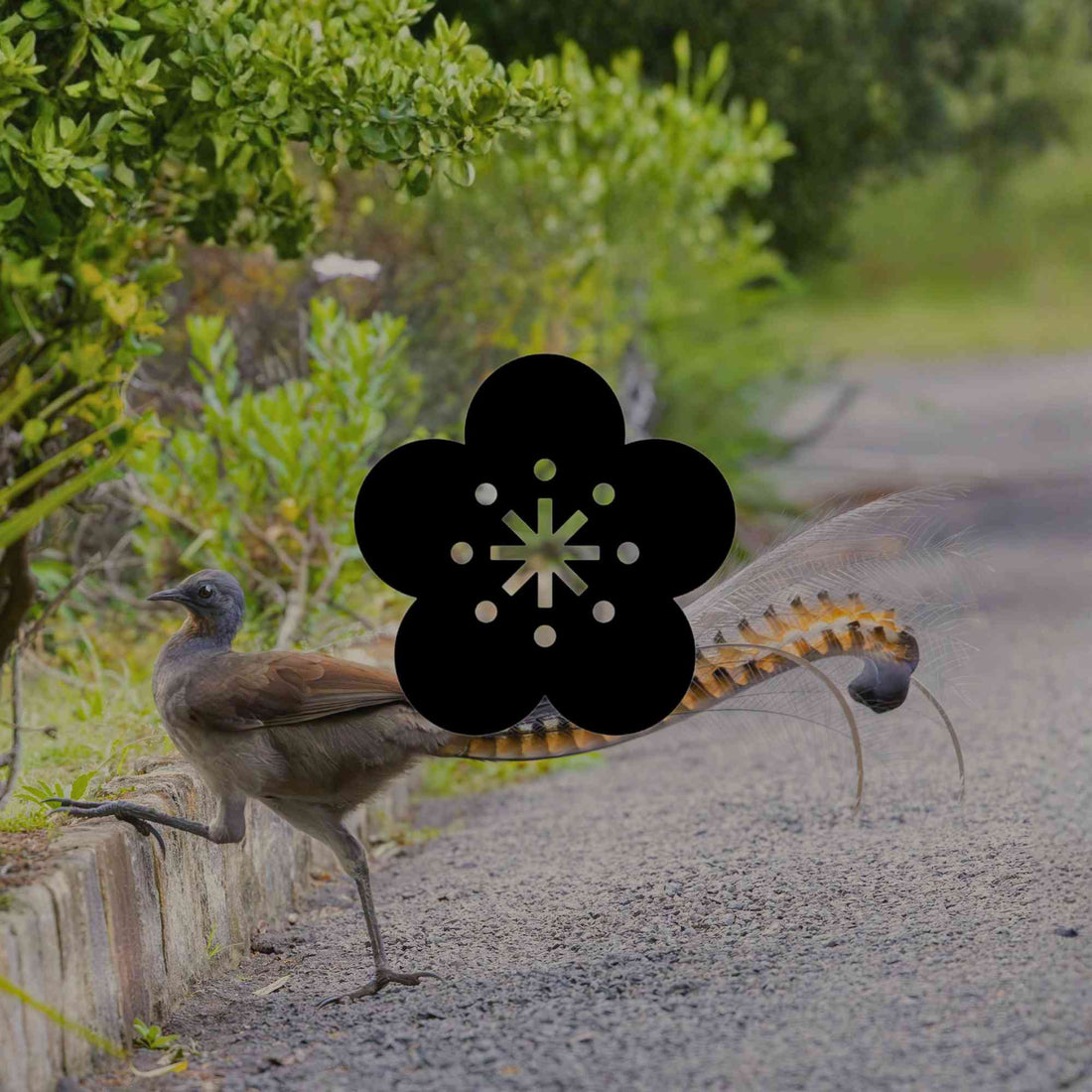 Planting a nature strip for wildlife in Australia — are you allowed? - Minimalist Gardener