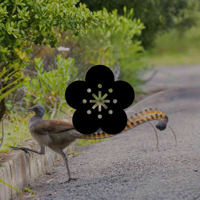 Planting a nature strip for wildlife in Australia — are you allowed? - Minimalist Gardener