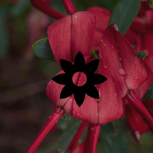 Remarkable, hard-working Australian native pea flowers - Minimalist Gardener