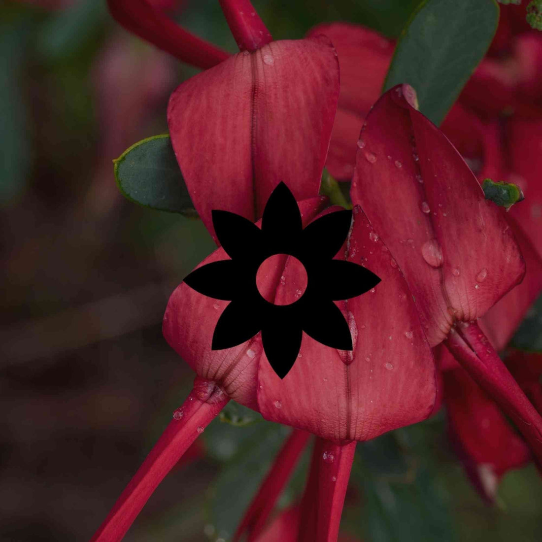 Remarkable, hard-working Australian native pea flowers - Minimalist Gardener