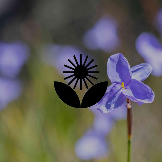 Replace Agapanthus with these 10 Australian native alternatives - Minimalist Gardener
