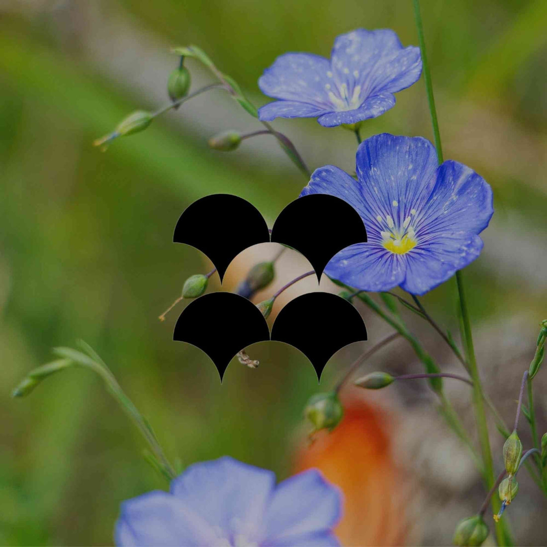 Rewilding suburbia: A new movement in Australian gardening - Minimalist Gardener