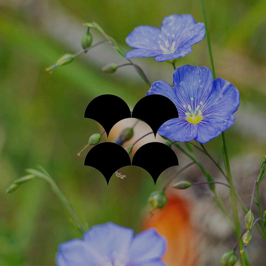 Rewilding suburbia: A new movement in Australian gardening - Minimalist Gardener