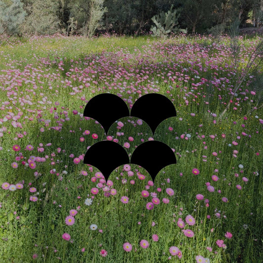 Spring Australian native planting list: 13 stunning plants to grow - Minimalist Gardener