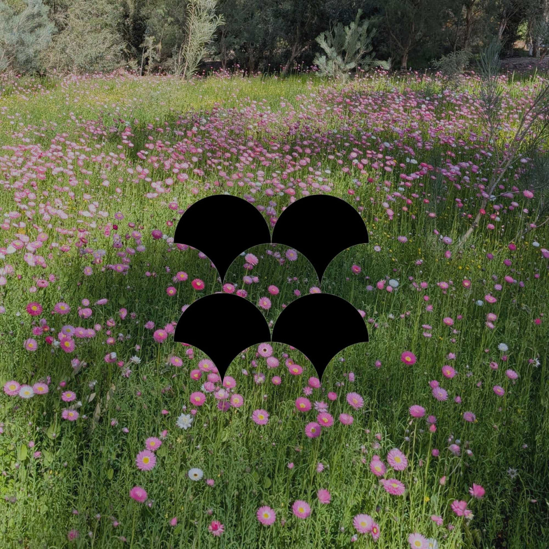 Spring Australian native planting list: 13 stunning plants to grow - Minimalist Gardener