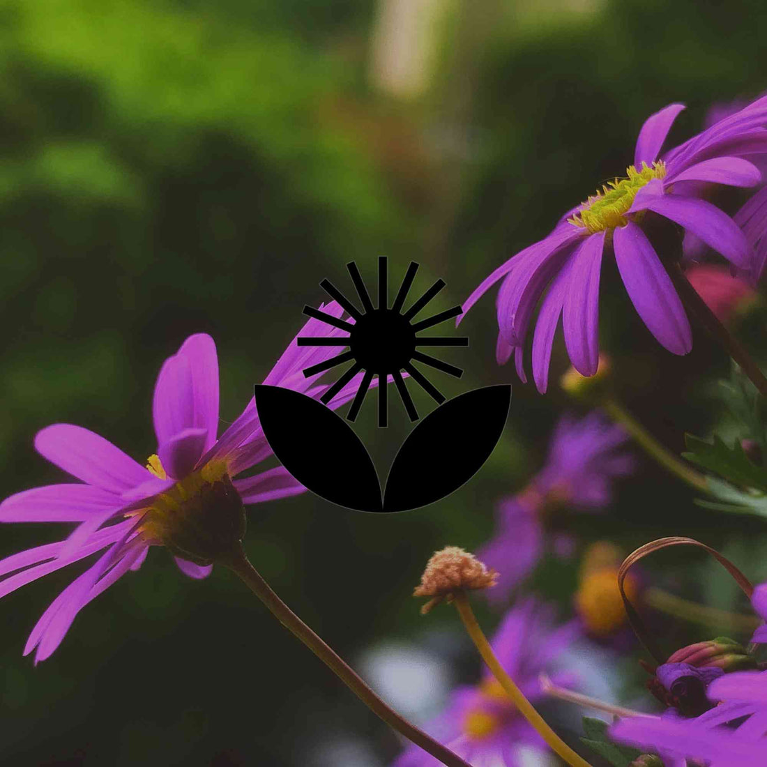 Starting an Australian native garden? Add these pioneer plants first - Minimalist Gardener