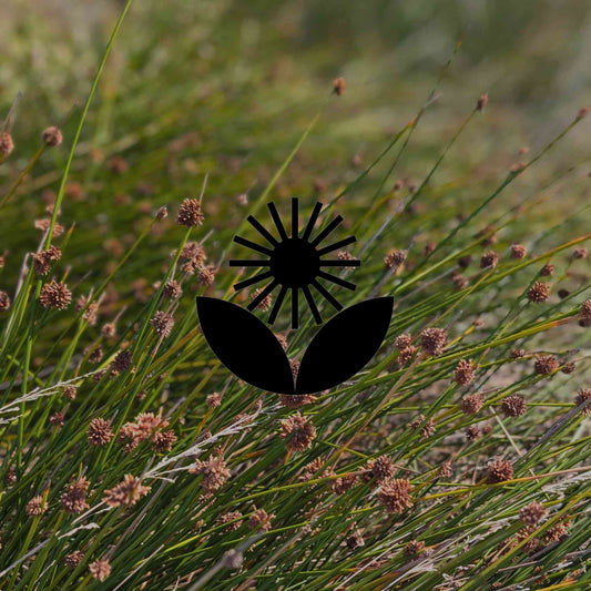 The 10 best Australian natives for supressing weeds in your garden - Minimalist Gardener