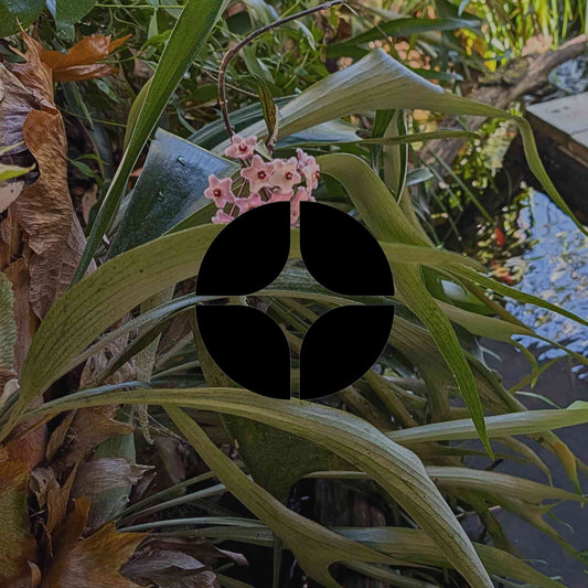 The 12 best Australian native ferns for a home garden - Minimalist Gardener