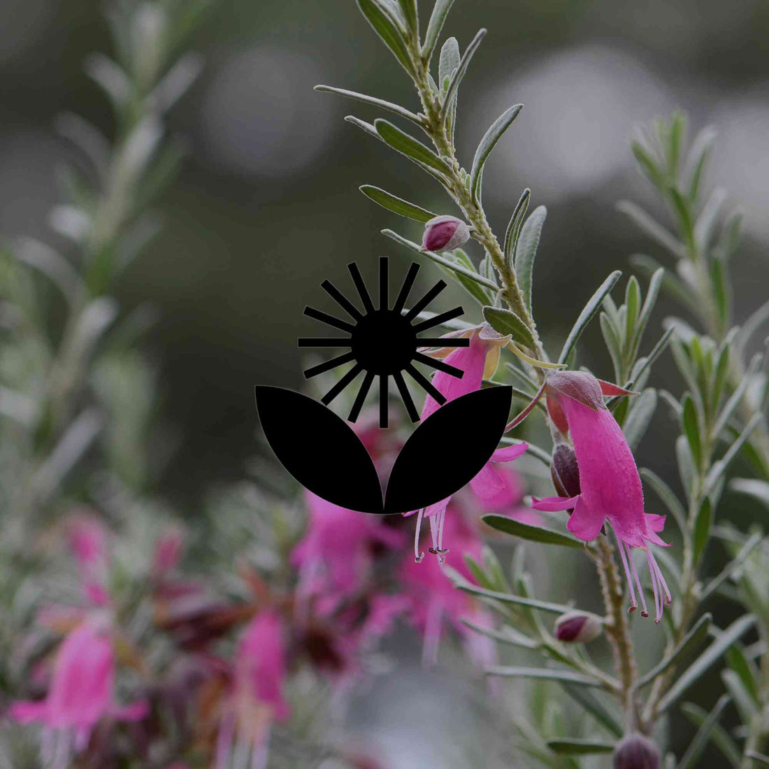 The 12 best Australian native plants for Adelaide gardens - Minimalist Gardener
